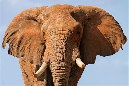 Kenya, Taita-Taveta County, Tsavo East National Park. A close-up portrait of a fine bull African elephant. Stock Photo - Rights-Managed, Code: 862-08719208