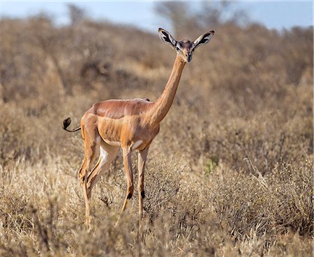 Kenya, Taita-Taveta County, Tsavo East National Park. A female Gerenuk. Stock Photo - Rights-Managed, Code: 862-08719200