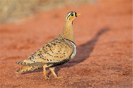 Kenya, Taita-Taveta County, Tsavo East National Park. A Black-faced Sandgrouse. Stock Photo - Rights-Managed, Code: 862-08719202