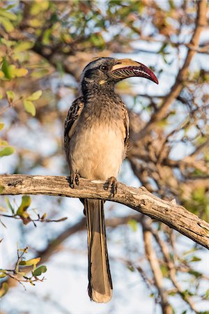 simsearch:862-08719186,k - Kenya, Taita-Taveta County, Tsavo East National Park. An African Grey Hornbill. Photographie de stock - Rights-Managed, Code: 862-08719203
