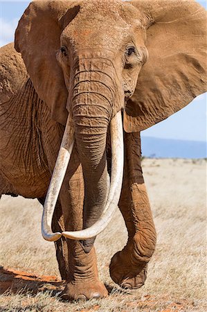 Kenya, Taita-Taveta County, Tsavo East National Park. A female African elephant with fine tusks. Foto de stock - Con derechos protegidos, Código: 862-08719214