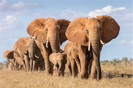 simsearch:862-06542230,k - Kenya, Taita-Taveta County, Tsavo East National Park. A herd of elephants moves in single file. Foto de stock - Con derechos protegidos, Código: 862-08719215