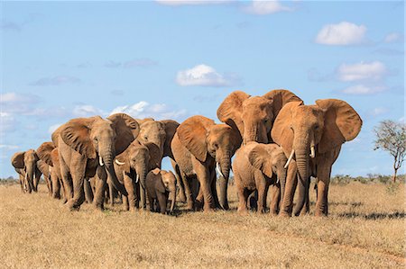 Kenya, Taita-Taveta County, Tsavo East National Park. A herd of African elephants moves in file. Stock Photo - Rights-Managed, Code: 862-08719211