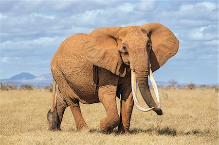 elephants - Kenya, Taita-Taveta County, Tsavo East National Park. A female African elephant with fine tusks. Photographie de stock - Rights-Managed, Code: 862-08719213