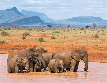 simsearch:862-08719211,k - Kenya, Taita-Taveta County, Tsavo East National Park. African elephants enjoy bathing at a waterhole in dry savannah country. Photographie de stock - Rights-Managed, Code: 862-08719224