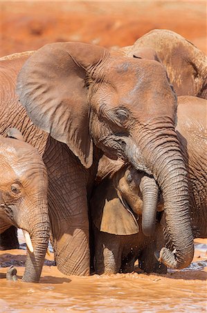 simsearch:862-08719192,k - Kenya, Taita-Taveta County, Tsavo East National Park. African elephants enjoy bathing at a waterhole in dry savannah country. Foto de stock - Con derechos protegidos, Código: 862-08719225