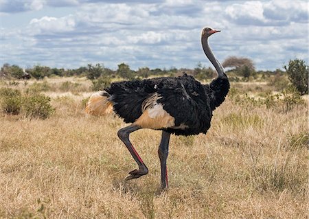 simsearch:862-08719186,k - Kenya, Taita-Taveta County, Tsavo East National Park. A male Somali Ostrich. Photographie de stock - Rights-Managed, Code: 862-08719227