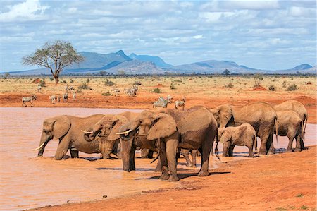 Kenya, Taita-Taveta County, Tsavo East National Park. A herd of African elephants and common Zebras drink at a waterhole in dry savannah country. Photographie de stock - Rights-Managed, Code: 862-08719220