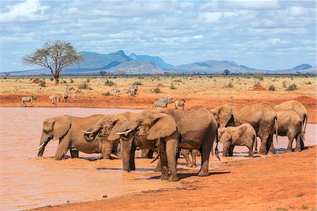 simsearch:862-08719156,k - Kenya, Taita-Taveta County, Tsavo East National Park. A herd of African elephants and common Zebras drink at a waterhole in dry savannah country. Foto de stock - Con derechos protegidos, Código: 862-08719220