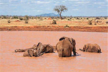 simsearch:862-08719156,k - Kenya, Taita-Taveta County, Tsavo East National Park. African elephants enjoy bathing at a waterhole in dry savannah country. Photographie de stock - Rights-Managed, Code: 862-08719221