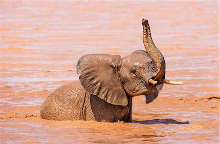 simsearch:862-08719192,k - Kenya, Taita-Taveta County, Tsavo East National Park. A young African elephant enjoys bathing at a waterhole in dry savannah country. Foto de stock - Con derechos protegidos, Código: 862-08719222