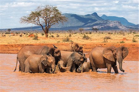 simsearch:862-06542184,k - Kenya, Taita-Taveta County, Tsavo East National Park. African elephants enjoy bathing at a waterhole in dry savannah country. Foto de stock - Con derechos protegidos, Código: 862-08719223