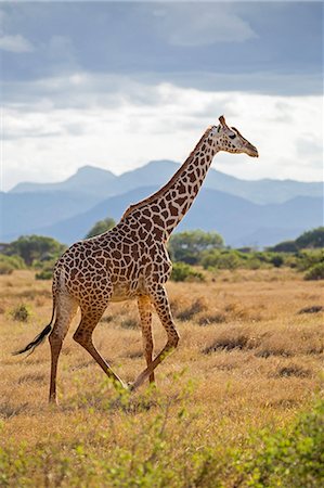 Kenya, Taita-Taveta County, Tsavo East National Park. A Maasai Giraffe. Foto de stock - Con derechos protegidos, Código: 862-08719235