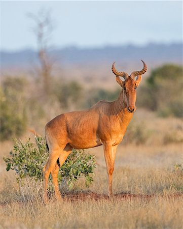 Kenya, Taita-Taveta County, Tsavo East National Park. A Coke's hartebeest. Photographie de stock - Rights-Managed, Code: 862-08719237