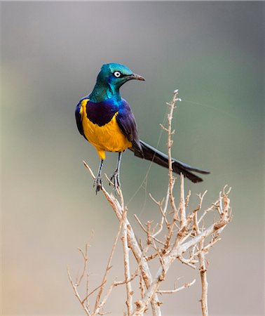 simsearch:862-08719186,k - Kenya, Taita-Taveta County, Tsavo East National Park. A Golden-breasted Starling, which is one of the most stunningly beautiful starlings. Photographie de stock - Rights-Managed, Code: 862-08719244