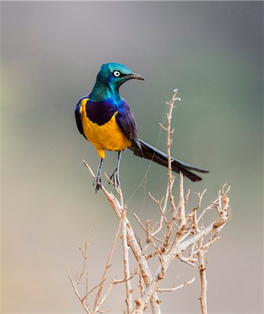 estornino - Kenya, Taita-Taveta County, Tsavo East National Park. A Golden-breasted Starling, which is one of the most stunningly beautiful starlings. Foto de stock - Con derechos protegidos, Código: 862-08719244