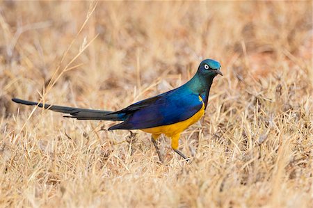 simsearch:862-08719186,k - Kenya, Taita-Taveta County, Tsavo East National Park. A Golden-breasted Starling, which is one of the most stunningly beautiful starlings. Photographie de stock - Rights-Managed, Code: 862-08719245