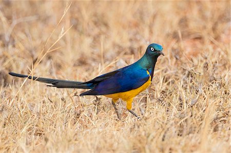 estornino - Kenya, Taita-Taveta County, Tsavo East National Park. A Golden-breasted Starling, which is one of the most stunningly beautiful starlings. Foto de stock - Con derechos protegidos, Código: 862-08719245