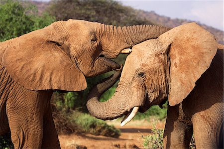 samburu national park - Elephants at Samburu National Park, Samburu, Kenya, Africa Stock Photo - Rights-Managed, Code: 862-08719247