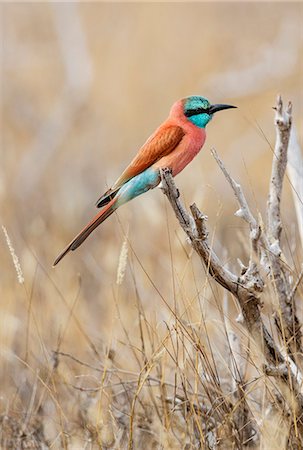 Kenya, Taita-Taveta County, Tsavo East National Park. A Northern Carmine Bee-eater. Foto de stock - Con derechos protegidos, Código: 862-08719243