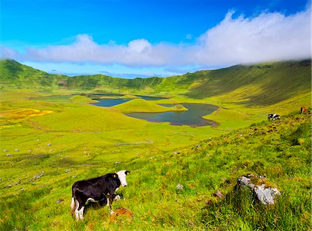 europe cow - Portugal, Azores, Corvo, View of The Caldeirao do Corvo. Stock Photo - Rights-Managed, Code: 862-08719375