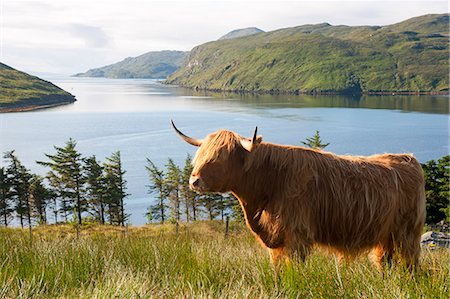 UK, Scotland, Outer Hebrides, Harris.  Highland cow against the backdrop of Loch Seaforth, Aline Estate. Stock Photo - Rights-Managed, Code: 862-08719423