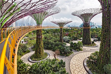 Supertree Grove and skywalk in the Gardens by the Bay, Marina South, Singapore. Foto de stock - Con derechos protegidos, Código: 862-08719474