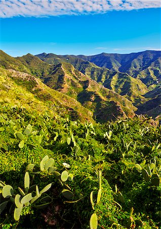 figue de barbarie - Spain, Canary Islands, Tenerife, Cruz del Carmen, View of the Anaga Mountains from the trail from Cruz del Carmen to Punta del Hidalgo. Photographie de stock - Rights-Managed, Code: 862-08719544