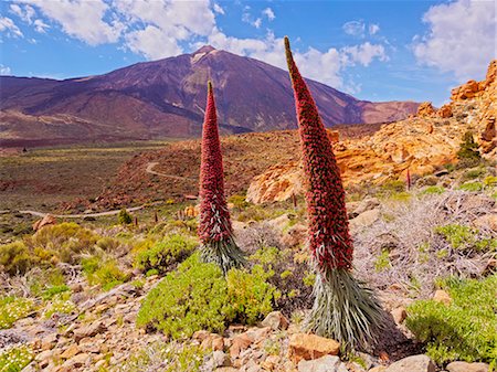 Spain, Canary Islands, Tenerife, Teide National Park, View of the Endemic Plant Tajinaste Rojo, Echium Wildpretii, and Teide Peak. Photographie de stock - Rights-Managed, Code: 862-08719560