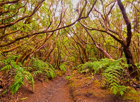 Spain, Canary Islands, Tenerife, El Bailadero, Bosque Encantado in Anaga Rural Park. Photographie de stock - Rights-Managed, Code: 862-08719561