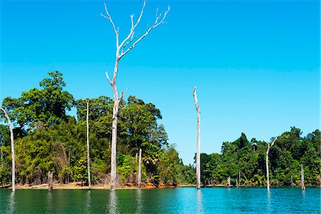 submerging - South East Asia, Thailand, Surat Thani province, Khao Sok National Park, Ratchaprapa reservoir Stock Photo - Rights-Managed, Code: 862-08719776