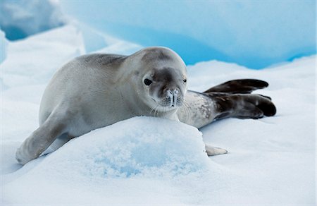 Crabeater Seal on Ice Floe Foto de stock - Con derechos protegidos, Código: 862-03288412