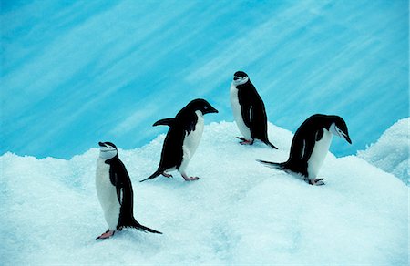 penguin on ice - Chinstrap (pygoscelis antarctica) & Adelie (pygosclis adeliae). Stock Photo - Rights-Managed, Code: 862-03288424