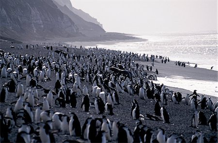 eye level - Chinstrap penguins (pygoscelis antarctica). Stock Photo - Rights-Managed, Code: 862-03288425