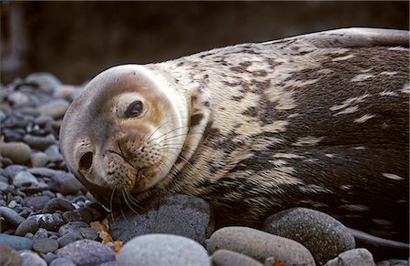 Weddell seal (leptonychotes weddelli). Fotografie stock - Rights-Managed, Codice: 862-03288429