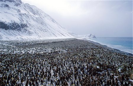 st andrews bay - Partie d'un grand roi colonie de pingouins (aptenodytes patagonicus). Photographie de stock - Rights-Managed, Code: 862-03288437