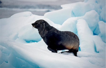 Sub-adult male southern fur seal (arctoocephalus gazella) on ice floe. Foto de stock - Con derechos protegidos, Código: 862-03288431