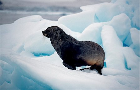 simsearch:700-02912475,k - Sub-adult male southern fur seal (arctoocephalus gazella) on ice floe. Foto de stock - Con derechos protegidos, Código: 862-03288431