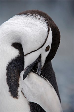polo sur - Chinstrap Penguin (Pygoscelis Antartica) preening on the beach of Half Moon Day on Livingstone Island,Antarctica Foto de stock - Con derechos protegidos, Código: 862-03288475
