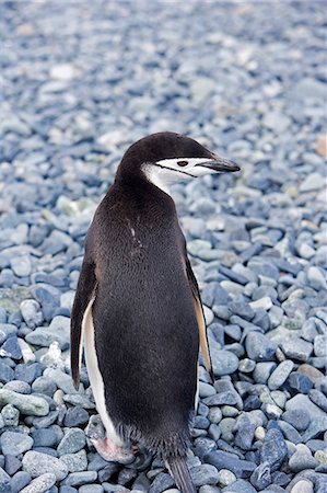 pingüim-antártico - Chinstrap Penguin (Pygoscelis) on the beach of Half Moon Day on Livingstone Island,Antartica Foto de stock - Direito Controlado, Número: 862-03288473