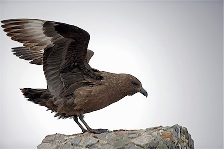 península antártica - L'Antarctique, la péninsule Antarctique, Paradise Harbour. Labbes antarctiques (Catharacta antarctica) nourrissent les oisillons pingouin jeune et vulnérable à la colonie de reproduction de Paradise Harbour. Brown Skuas, ils sont également connu sous le nom rapace primaires de la région. Photographie de stock - Rights-Managed, Code: 862-03288481