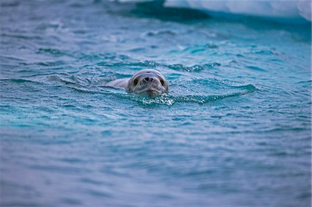 simsearch:862-03436894,k - Antarctica,Antarctic Penisula. A Leopard Seal (Hydrurga leptonyx) patrols the edge of a penguin colony waiting for young fledgling birds to take to the surface. Foto de stock - Con derechos protegidos, Código: 862-03288482