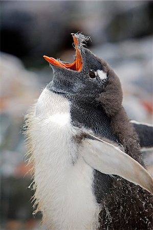 simsearch:862-03288411,k - L'Antarctique, la péninsule Antarctique. Un manchot mue appelle pour son prochain repas à la colonie de reproduction à Paradise Harbour. Photographie de stock - Rights-Managed, Code: 862-03288495