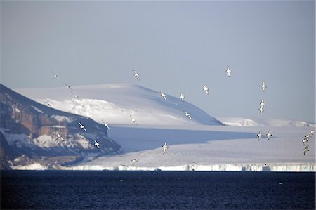 simsearch:862-03288508,k - Antartica,Antarctic Peninsula. A flock of the common place Cape Petrel (Daption capense) in flight over one of the peninsula's many embayments with mountain and glacier flowing off the icecap in the background. Stock Photo - Rights-Managed, Code: 862-03288514