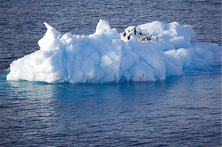 Antarctica,Antarctic Peninsula,Antarctic Sound otherwise known as Iceberg Alley. A group of Adelie Penguins,French explorer Dumont d'Urville named them for his wife Adélie,rest on a heavily weathered 'bergy-bit' or small iceberg. Stock Photo - Rights-Managed, Code: 862-03288519