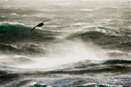 simsearch:400-04900478,k - L'Antarctique, Passage de Drake. Albatros déferle gracieusement sur les eaux de vent orageuses de la traversée du Passage de Drake de l'Antarctique continental de l'Amérique du Sud Photographie de stock - Rights-Managed, Code: 862-03288548