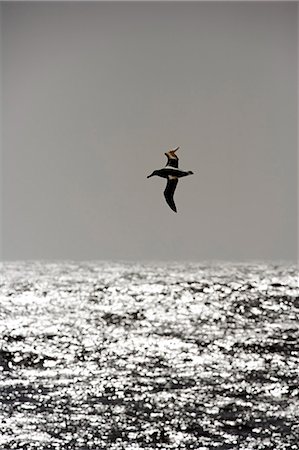 pelage - Antarctica,Drakes Passage. Albatross sweeping gracefully across the stormy wind-blown waters of the Drakes Passage crossing from Antarctica to continental South America Stock Photo - Rights-Managed, Code: 862-03288543