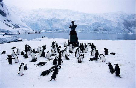 simsearch:862-07495731,k - Manchots jugulaire (Pygoscelis antarctica) & memorial au terrain de camping de Shackleton Photographie de stock - Rights-Managed, Code: 862-03288558