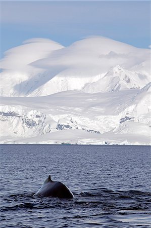 L'Antarctique, la péninsule Antarctique, à proximité de Neko Harbour un rorqual à bosse (Megaptera novaeangliae) montre ce retour et fluke comme il se prépare pour une plongée profonde à la recherche de krill qui est ambundant dans les eaux de l'antarctiques - la nageoire caudale est utilisée pour identifier des individus. Photographie de stock - Rights-Managed, Code: 862-03288550
