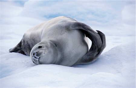 simsearch:6119-07734931,k - Crabeater seal (Lobodon carcinophaga) on an ice-floe Stock Photo - Rights-Managed, Code: 862-03288564